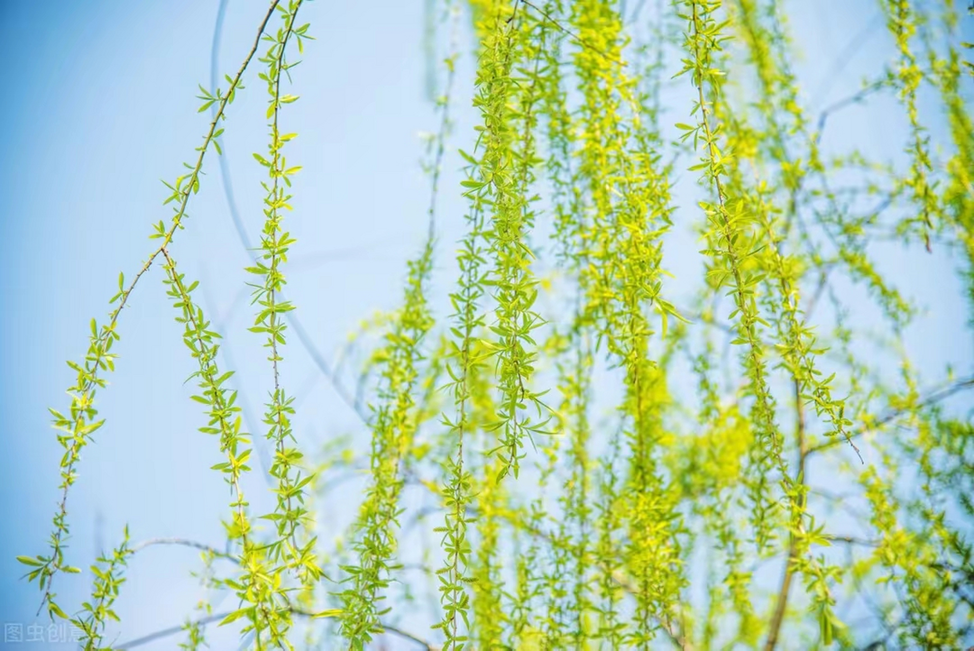 感谢春天 春天来了,万物复苏,一切生机盎然,我们感谢春天,把这么美好