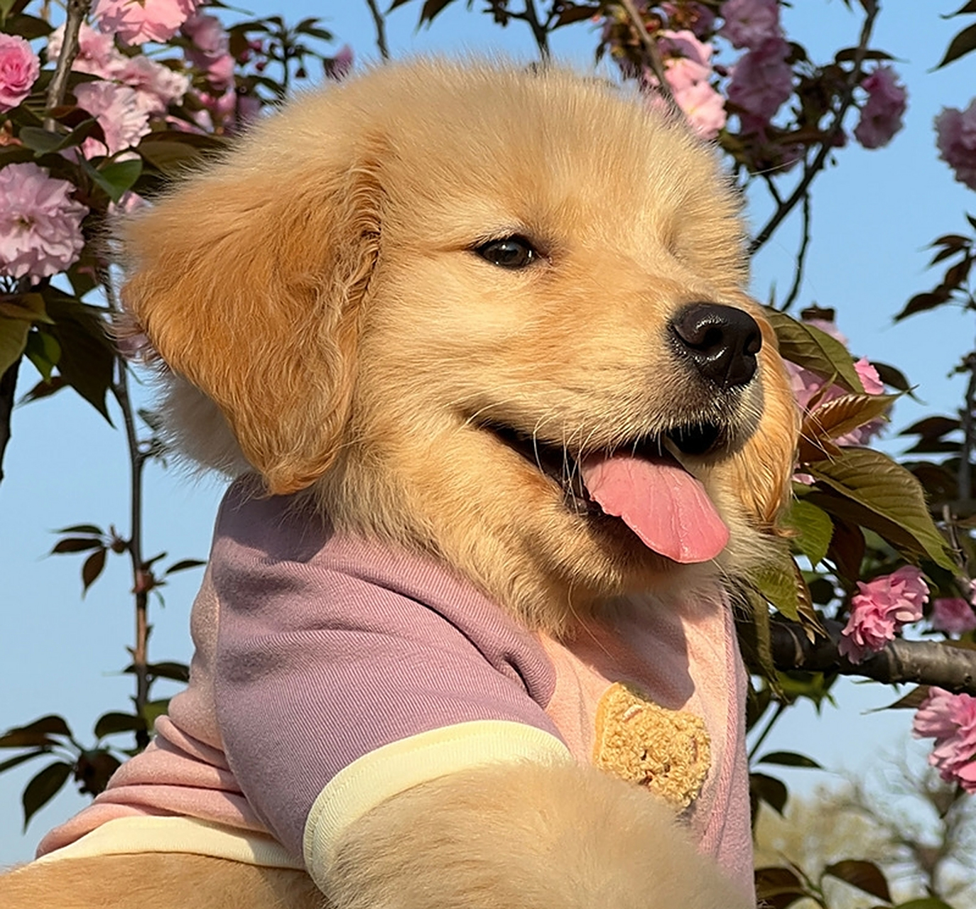 笨蛋毛茸茸小狗头像 676767