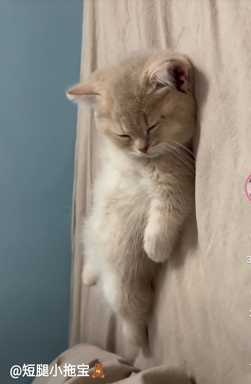 躺平的小奶猫,好可爱,奶呼呼的.