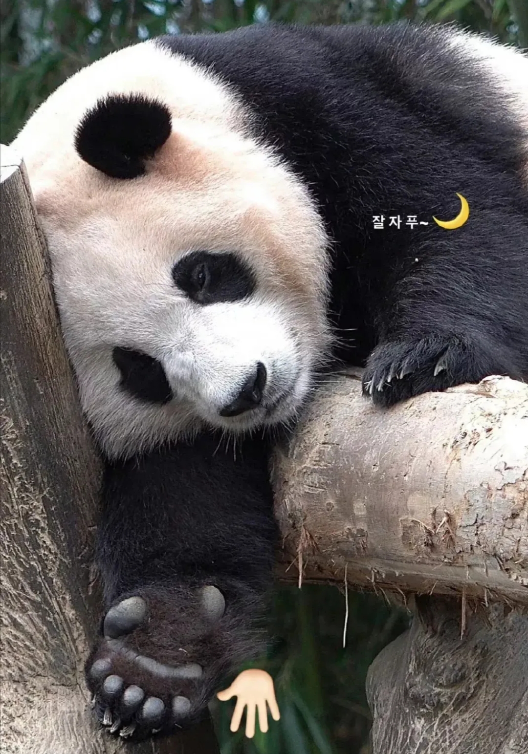 嗷呜gif