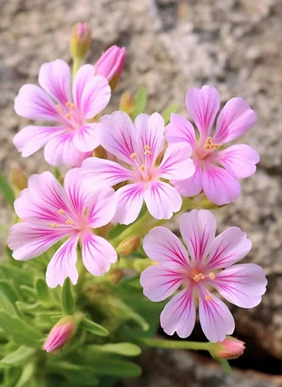 野花耀金秋:清新靓丽的小野花,粉嘟嘟的,很可爱