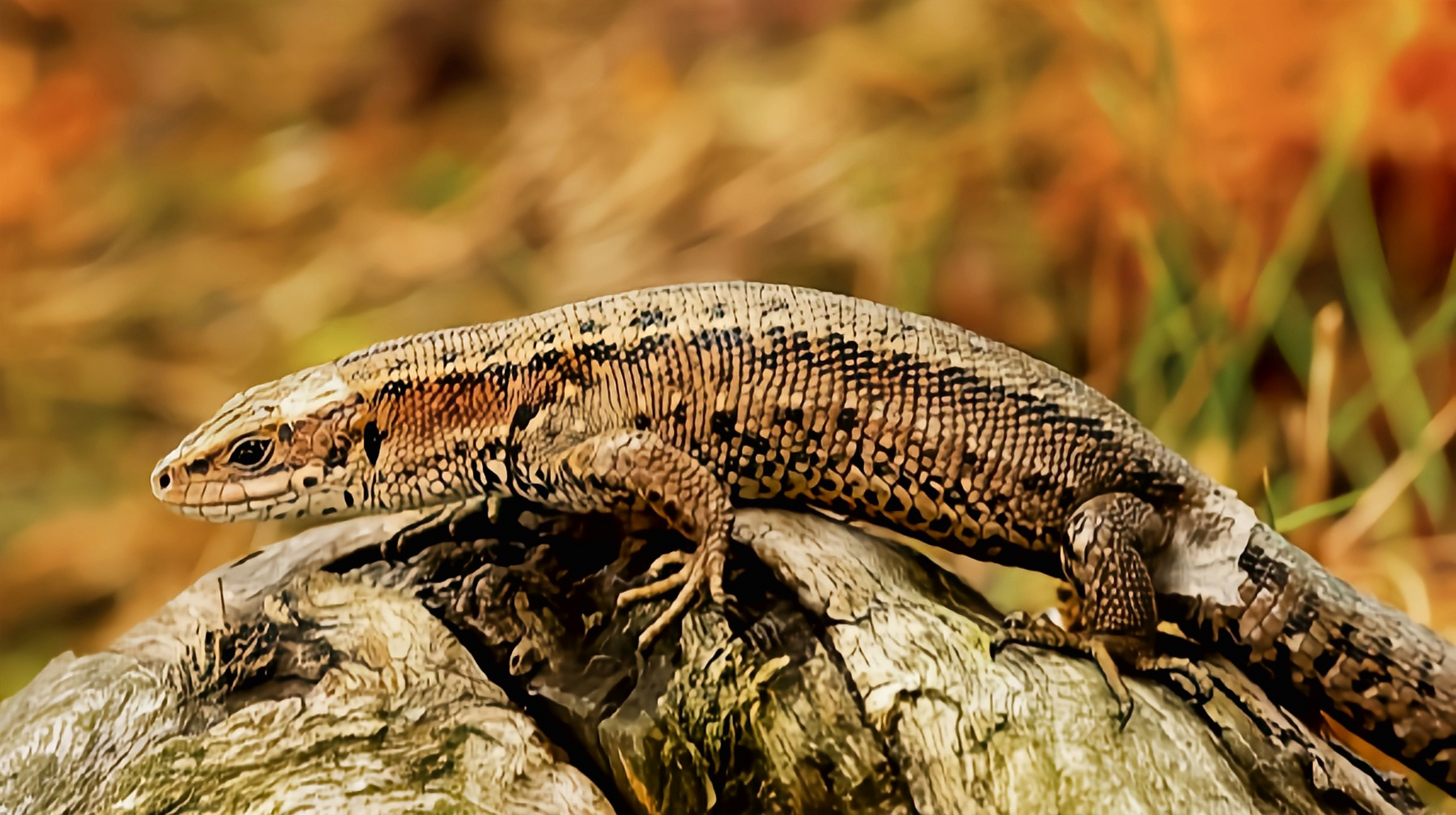 每天认识一种动物——胎生蜥蜴 胎生蜥蜴原产于我国黑龙江,新疆等地