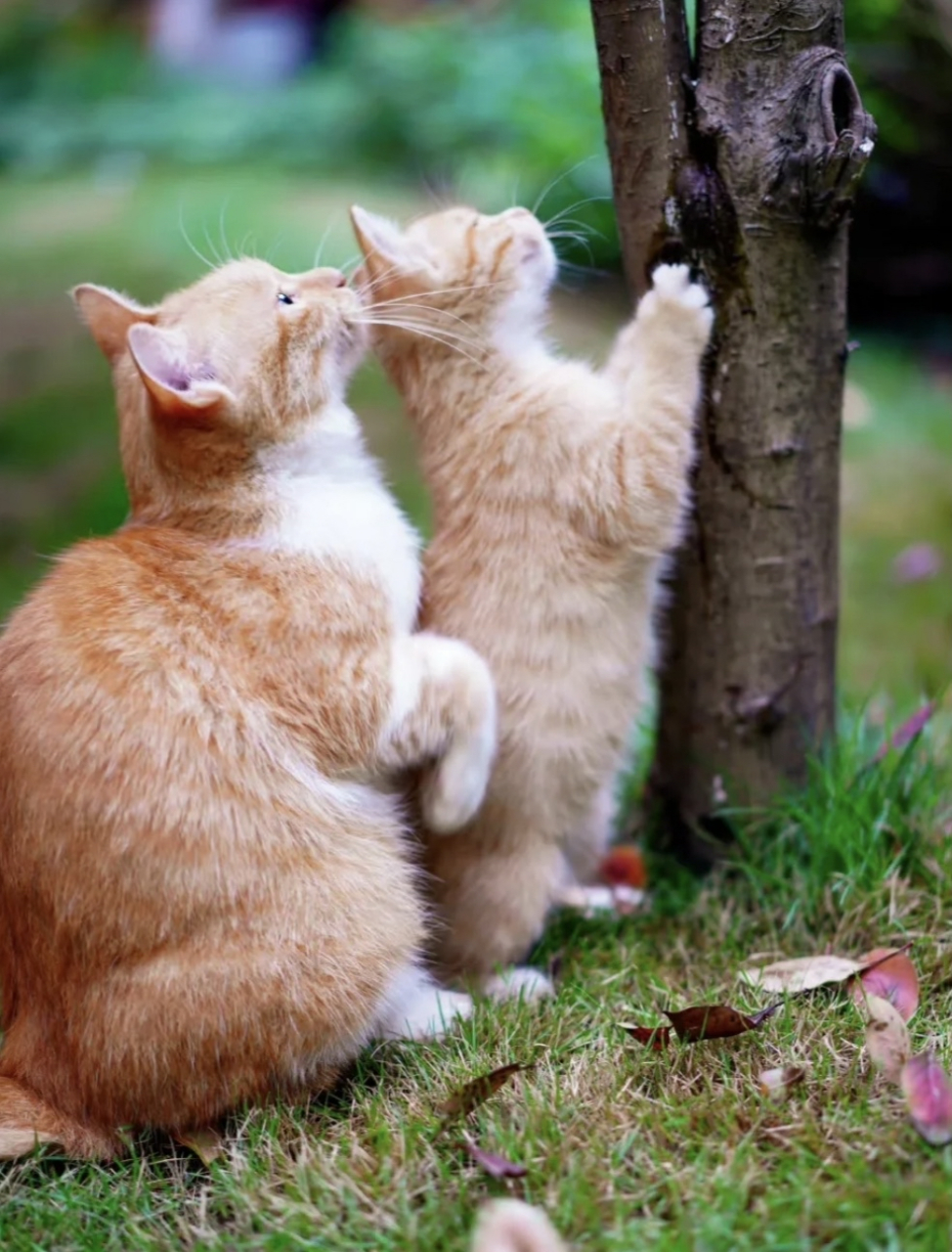 猫妈妈教小猫爬树,授人以鱼不如授人以渔#猫# #我家萌宠成精了# #萌宠