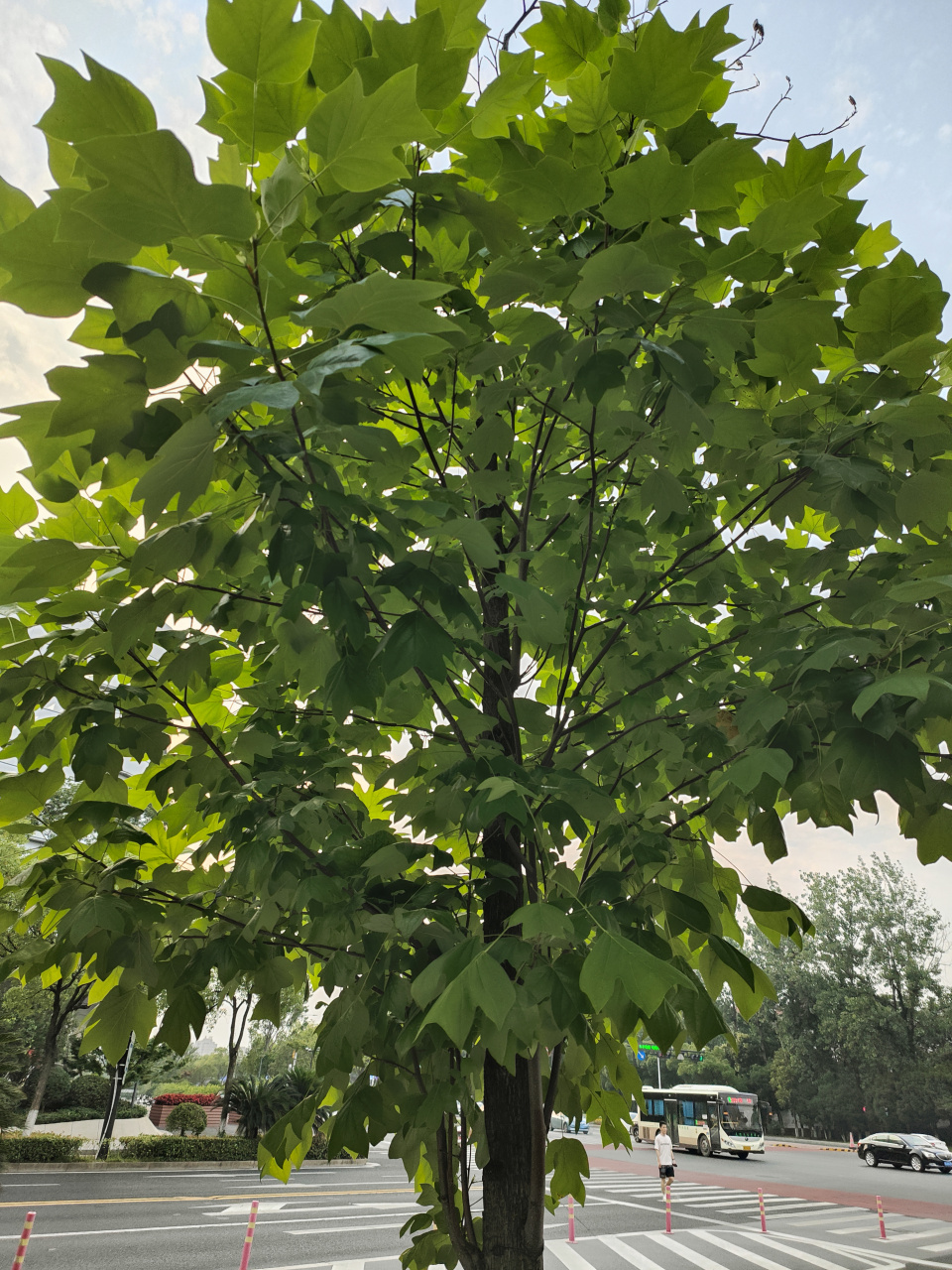 这就是马褂木得名的由来  它是木兰科的植物,还有一个名字叫鹅掌楸