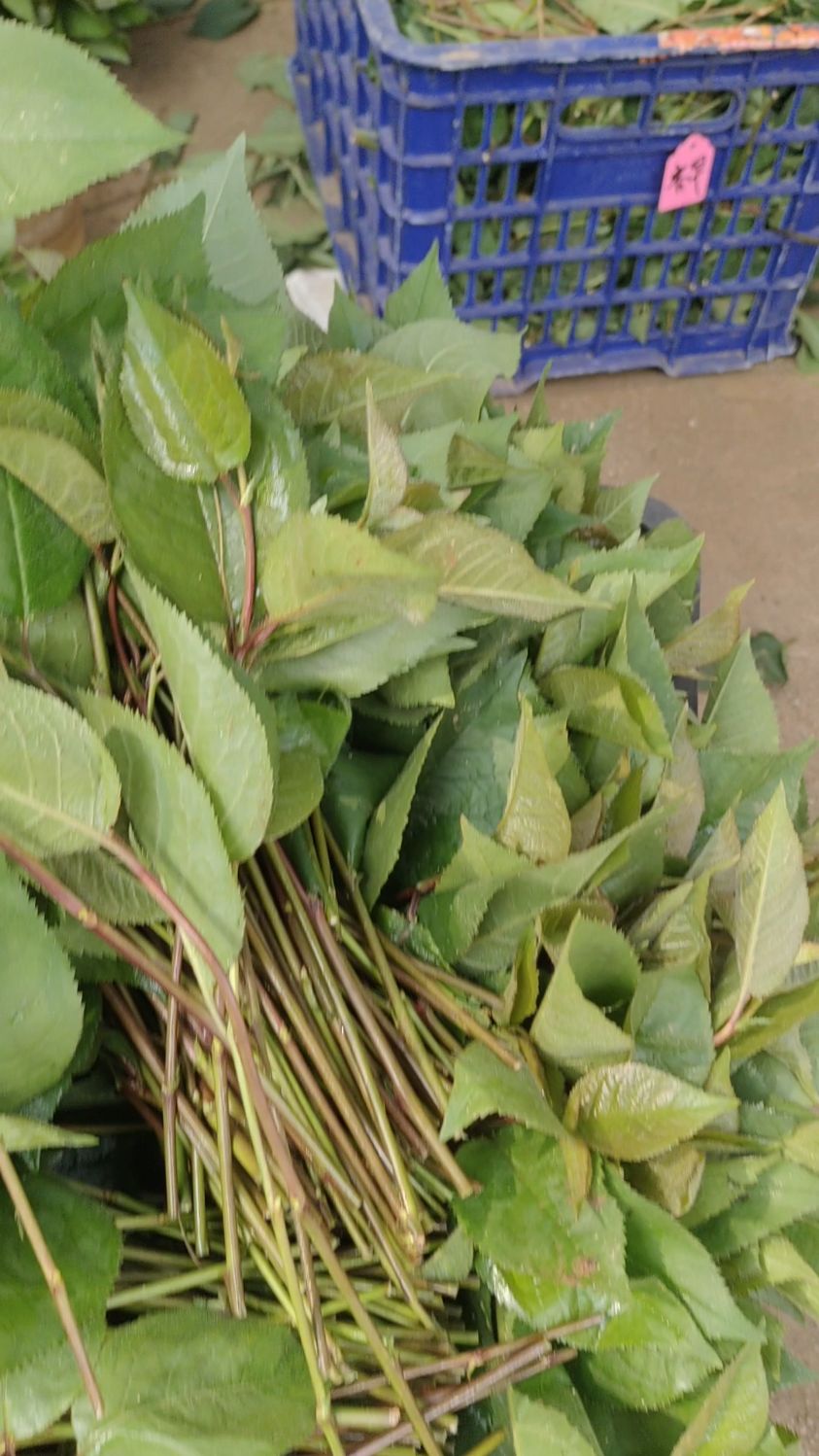 吉塞拉砧木苗准备扦插,6月下旬出圃吉塞拉砧木苗!