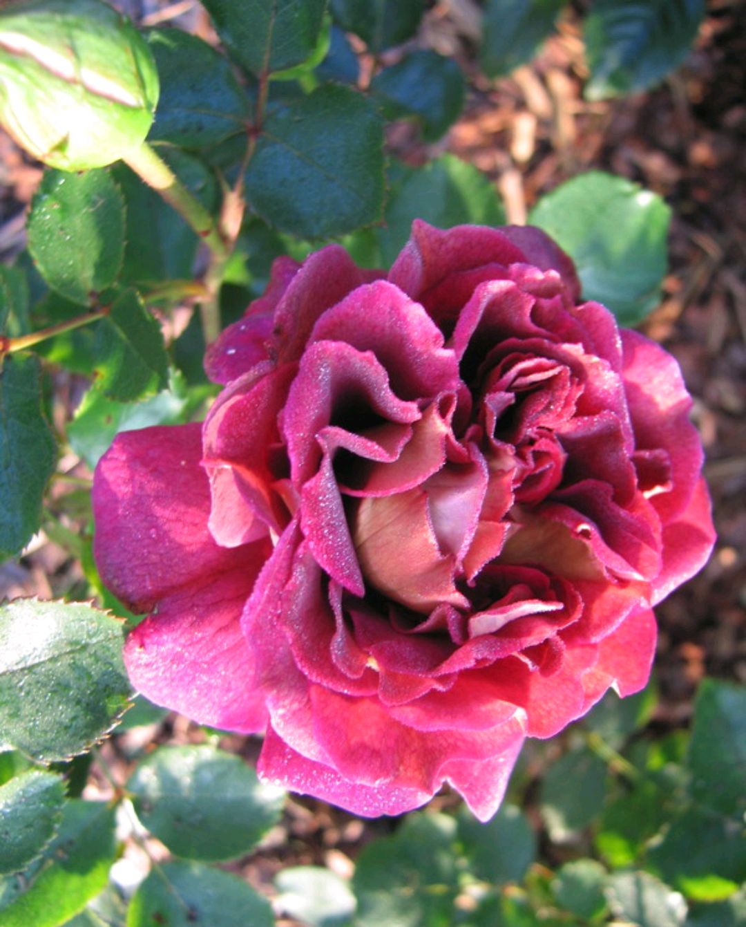 马萨德精品月季:路易斯·弗兰西亚(louis francia)