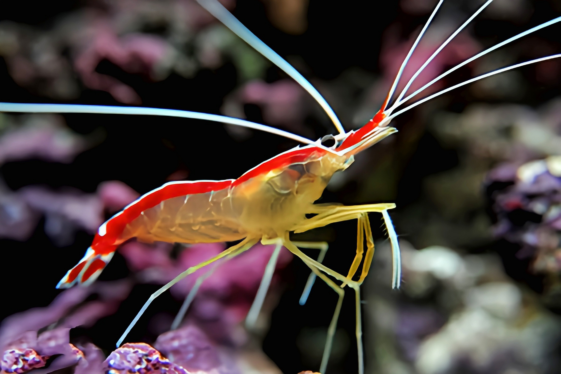 每天认识一种动物——清洁虾 清洁虾别名医生虾,印度洋白纹清洁虾,原