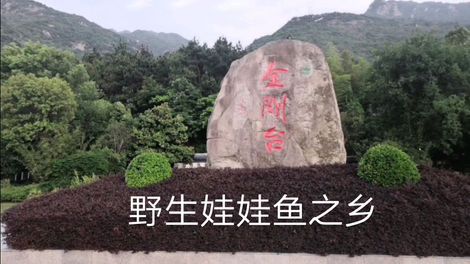 原来这不是蝌蚪,真正的娃娃鱼长啥样?没见过的都来看看吧