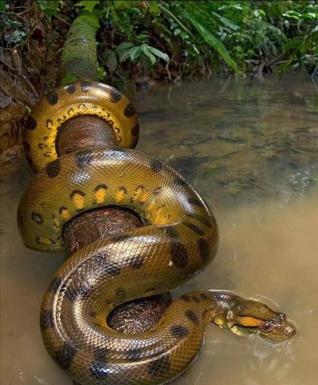 2017年,英国bbc电视台播出了一条新闻,印度尼西亚的一名男子被巨蟒