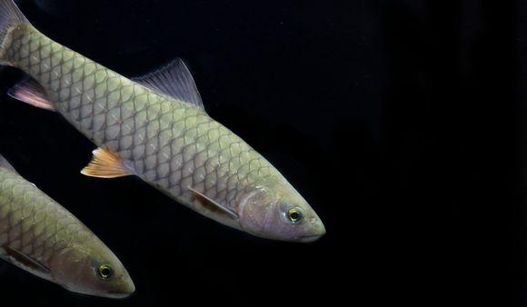 观赏鱼之——军鱼