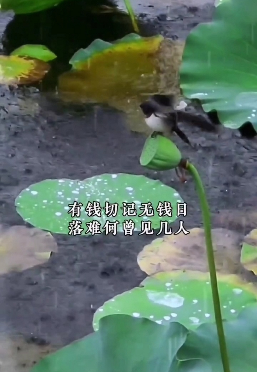 有钱切记无钱日, 落难何曾见几人. 人来求我三春雨, 我求他人六月霜.