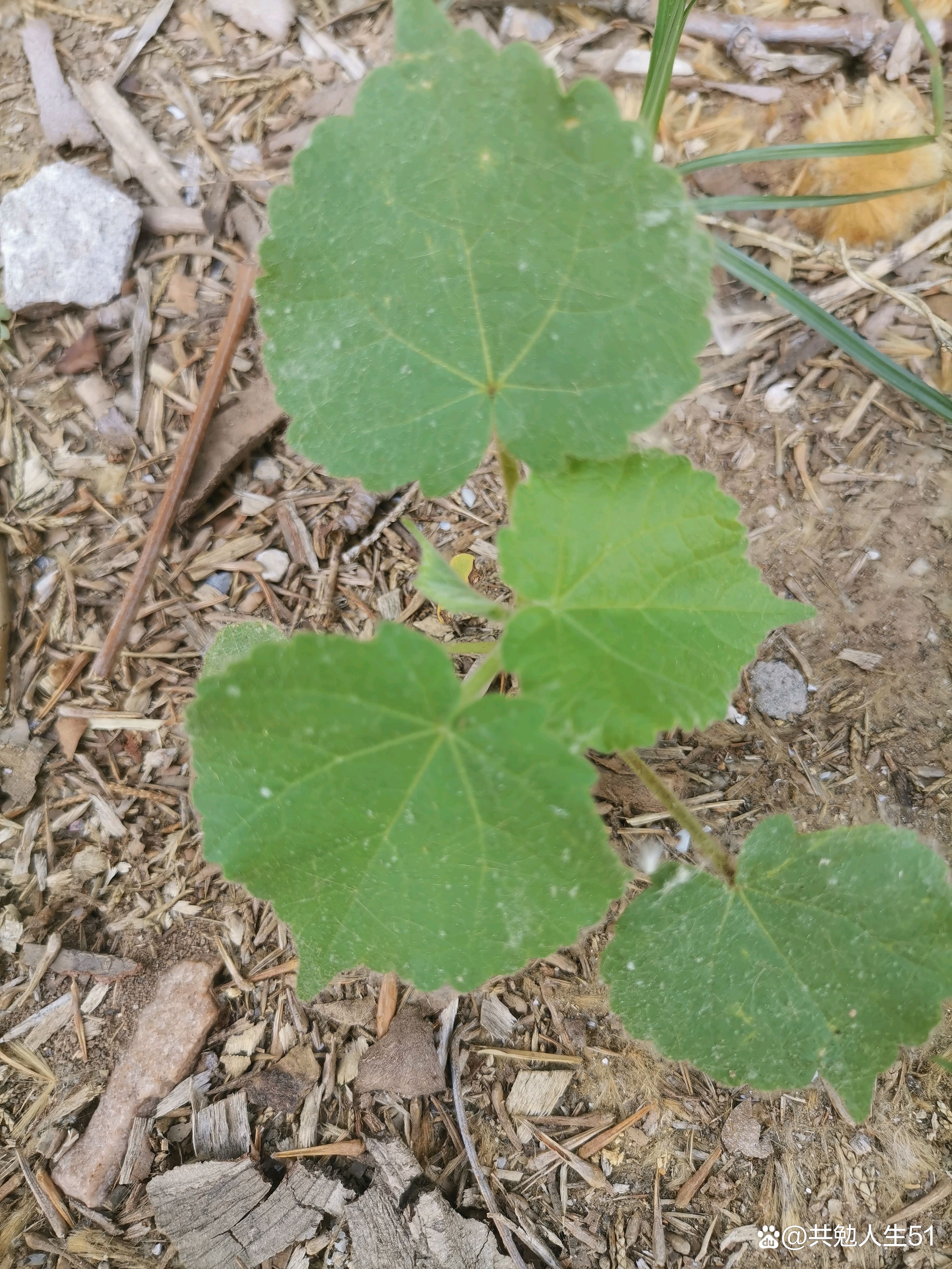 植物宝库……苘麻