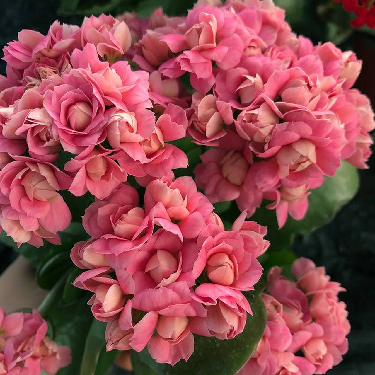 长寿花(学名:kalanchoe blossfeldiana poelln.