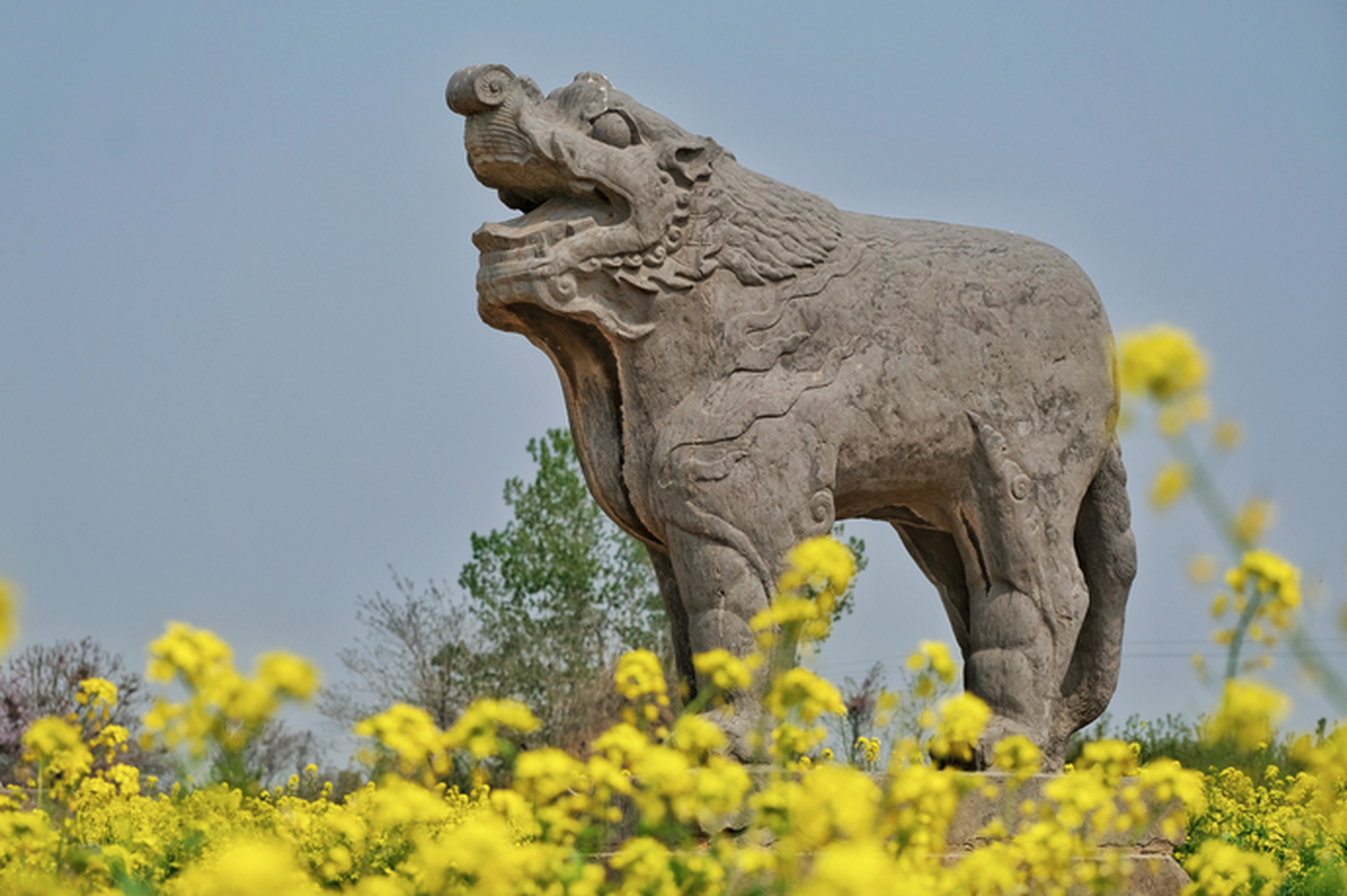 在河南省巩义市芝田镇八陵村北宋皇陵保护区,在一片片金黄色的油菜花
