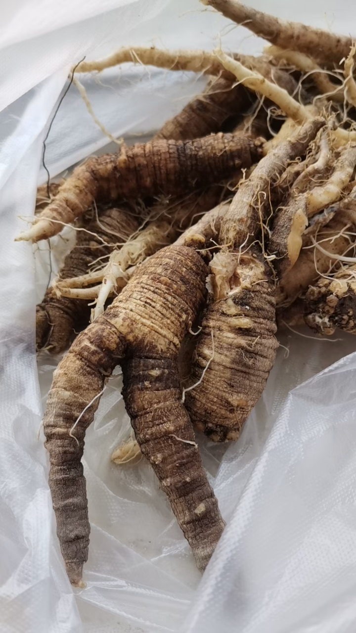 我看这不就是人参吗?小时候在动画片中经常看到呀!