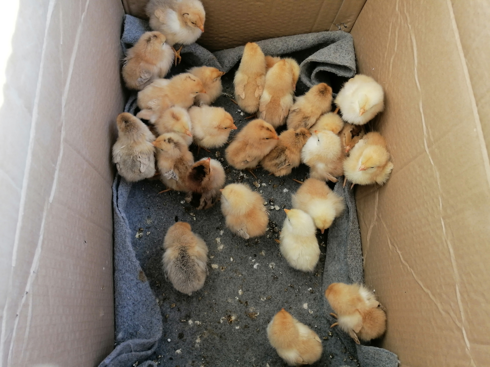 石缝里的生命,刚出生的小鸡,绿油油的麦田,有没有感受到一股蓬勃的