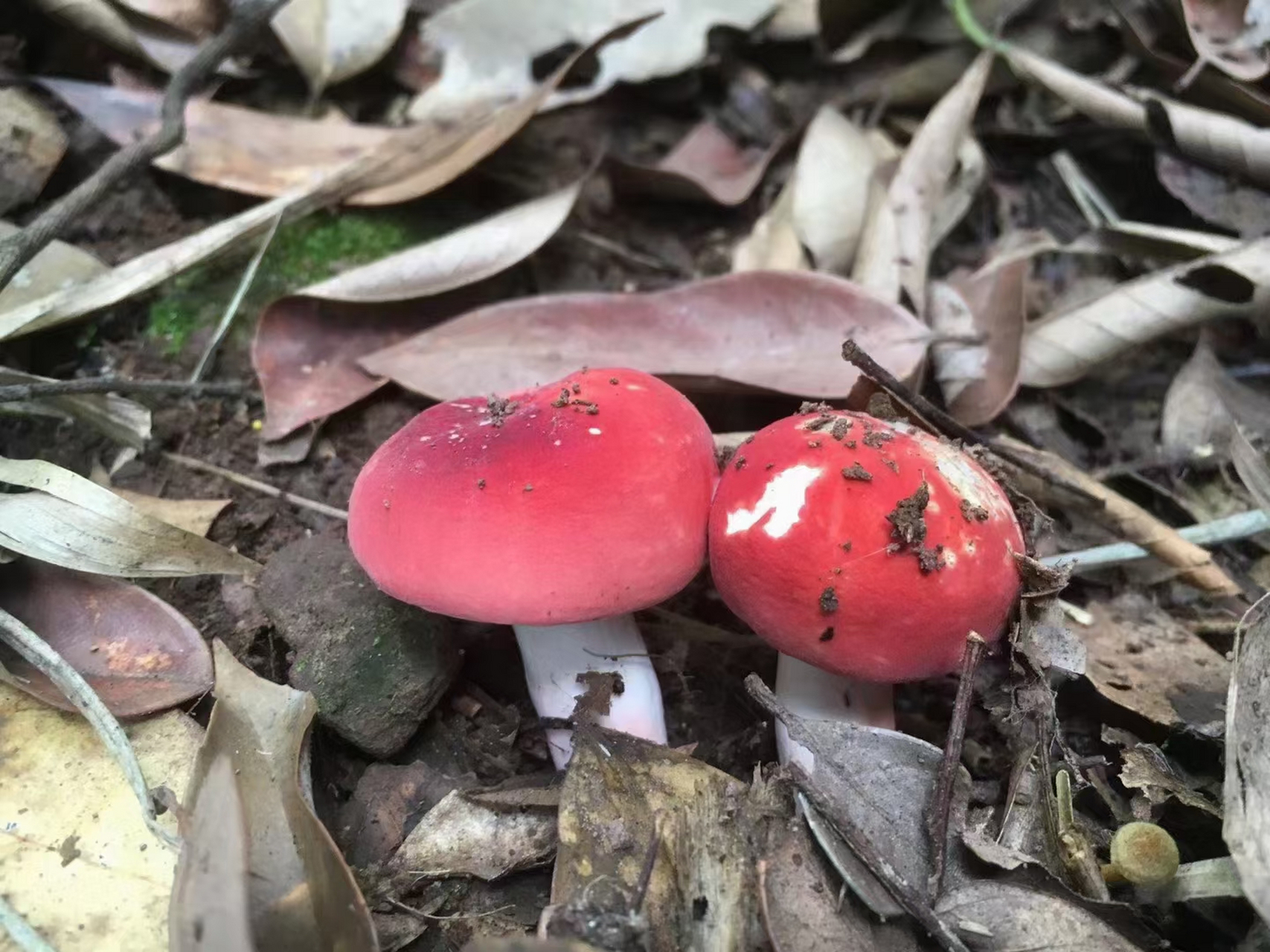 红菇,是一种稀有珍贵的野生菌.