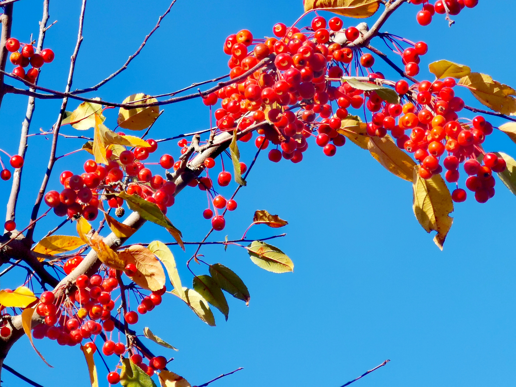 九月动态激励计划# 罗宾逊海棠  罗宾逊海棠是蔷薇科苹果属植物