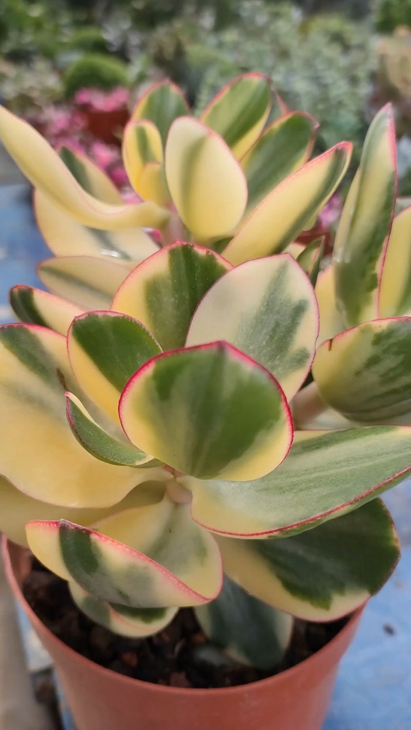 新花月锦这样养,叶片肥厚,颜色更漂亮-度小视