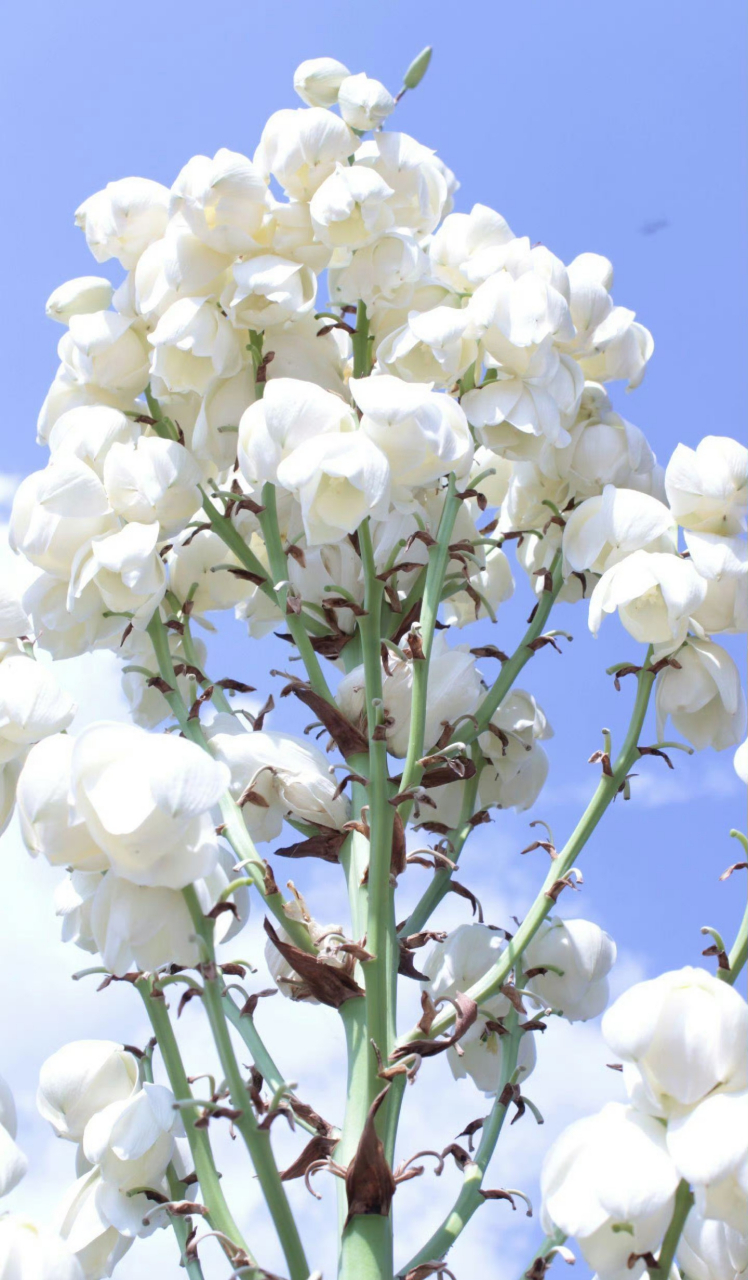 凤尾兰是一种很古老很古老很古老的神奇植物.