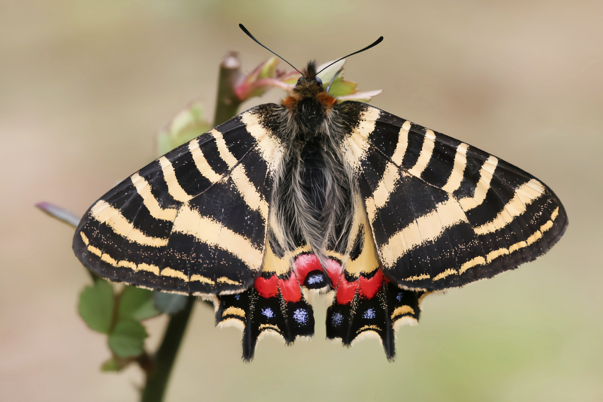 5-5.3厘米,外形与中华虎凤蝶相似.