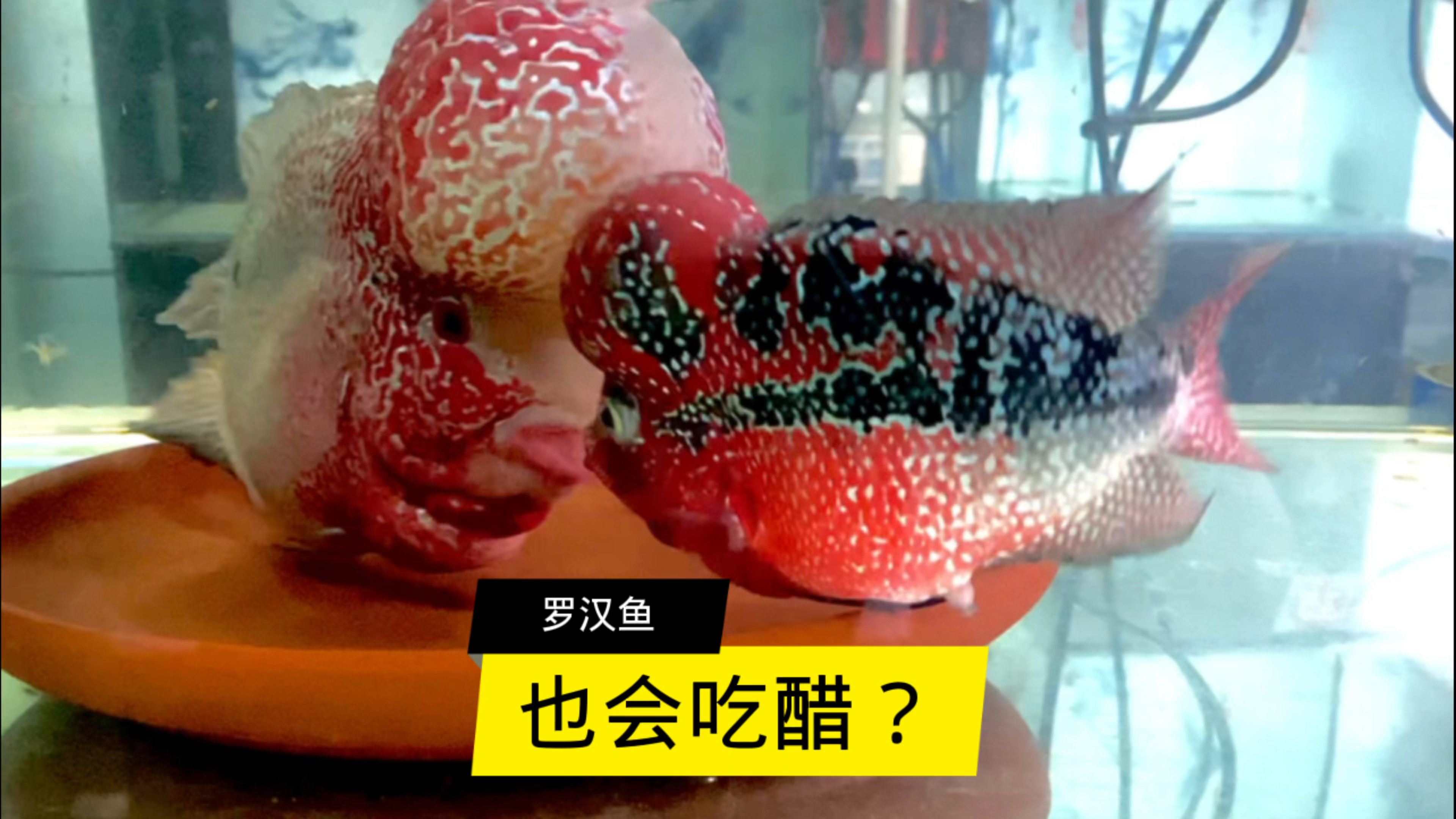 罗汉鱼也会吃醋?