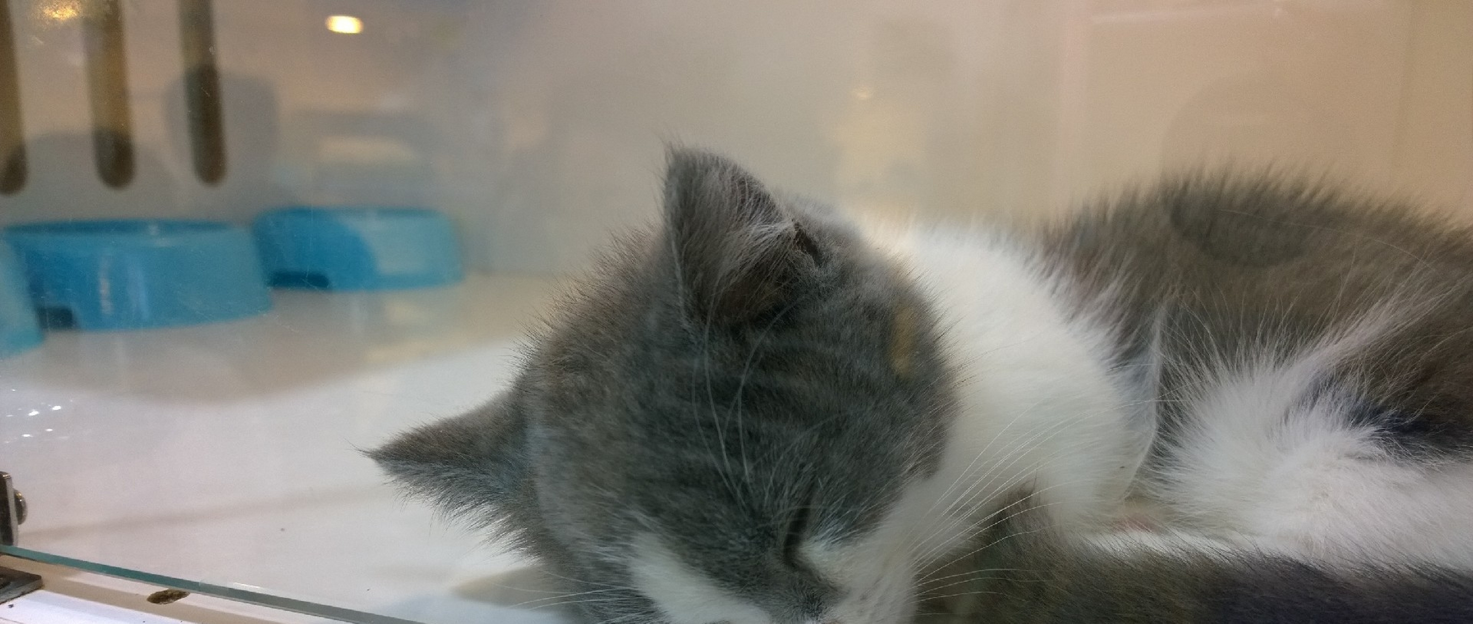 诺基亚lumia1020拍照手机,带出去玩拍照.