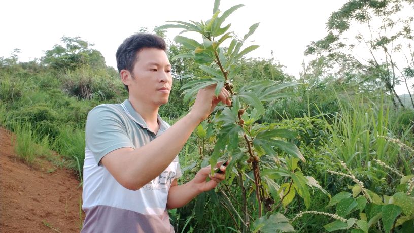 五指毛桃也叫无花果,它的果实具有较高的营养价值