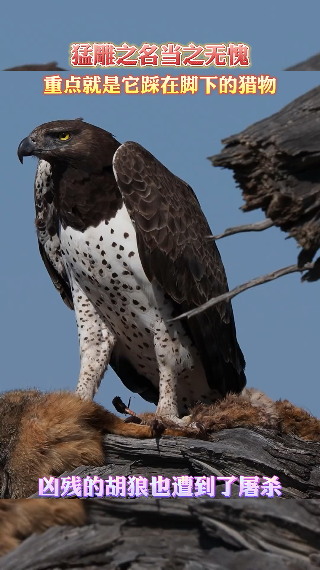 猛雕之名当之无愧,重点在它脚下的猎物.-度小视