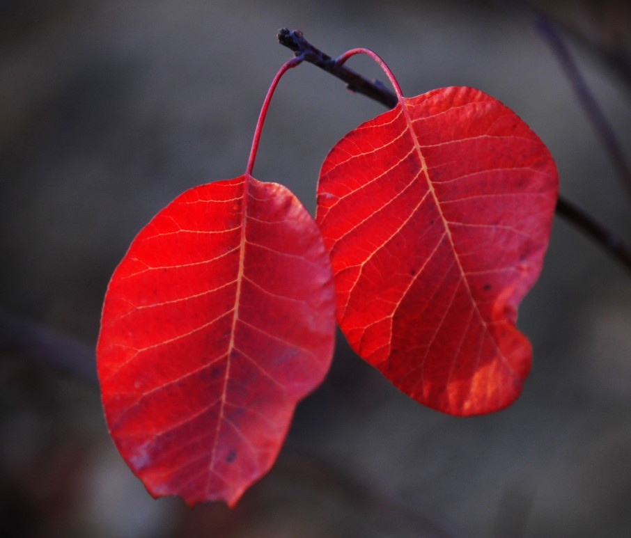 一叶知秋,静美秋叶寄给你,愿你每个平常的日子都溢满欢喜