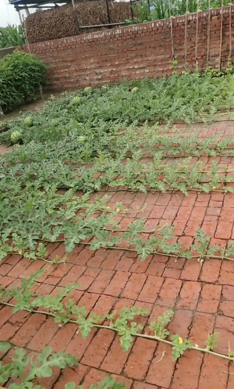 朋友真是个讲究人,看种的这西瓜真板正,我想说这种的不是西瓜是风景啊