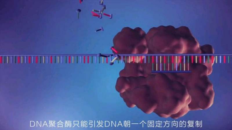 DNA的复制(3D动画),科学,科普,好看视频