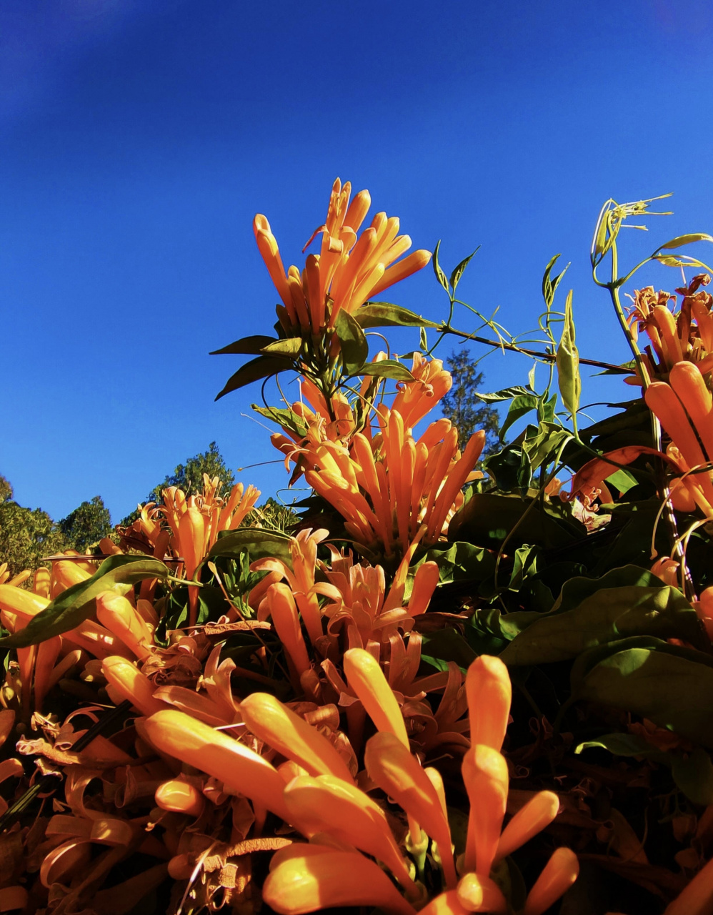 大理·崇圣寺三塔 炮仗花,别名:黄鳝藤.状如鞭炮,故有炮仗花之称