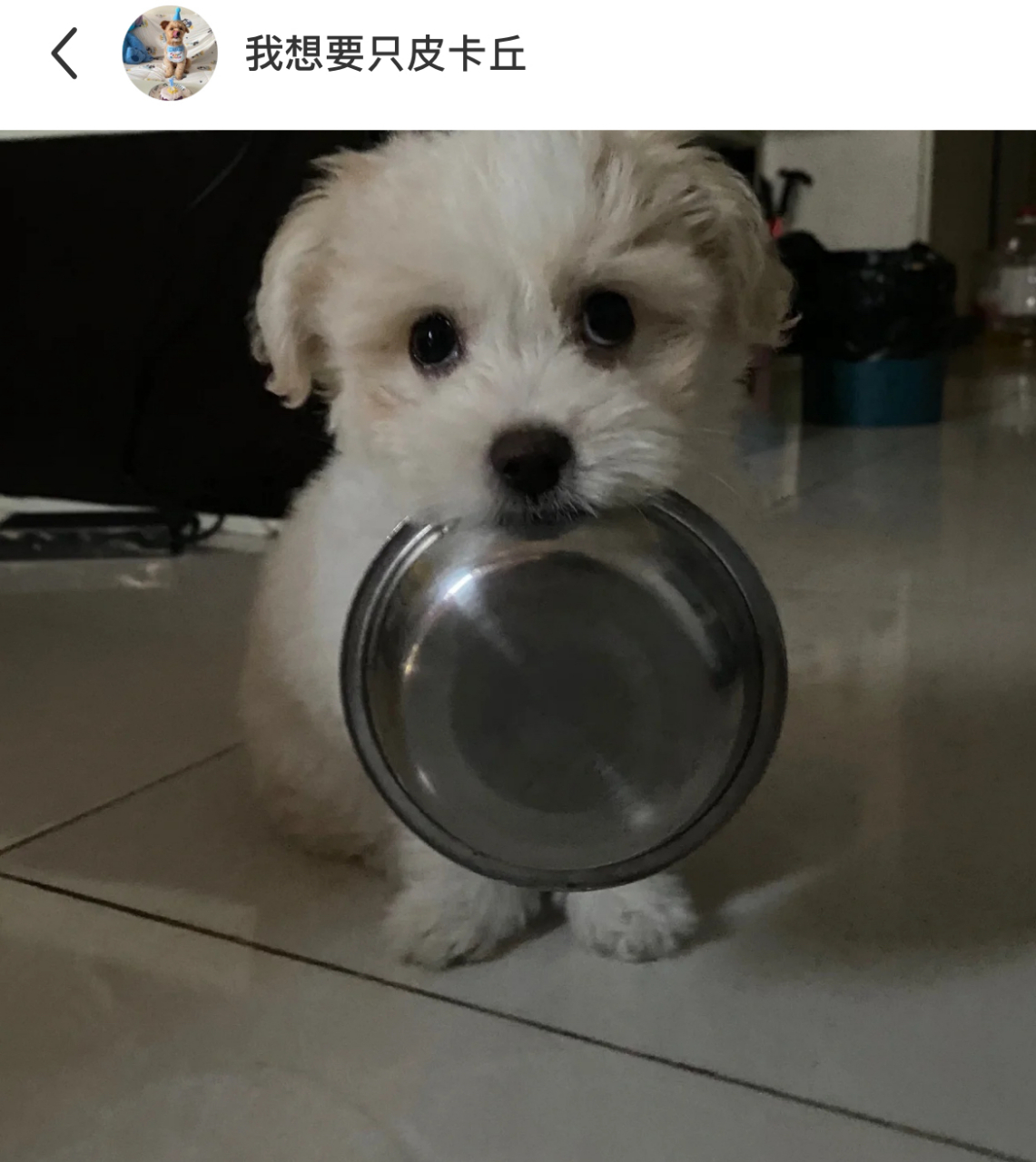 狗子:我饿了,碗已经端来了,你看着办吧[三哈]