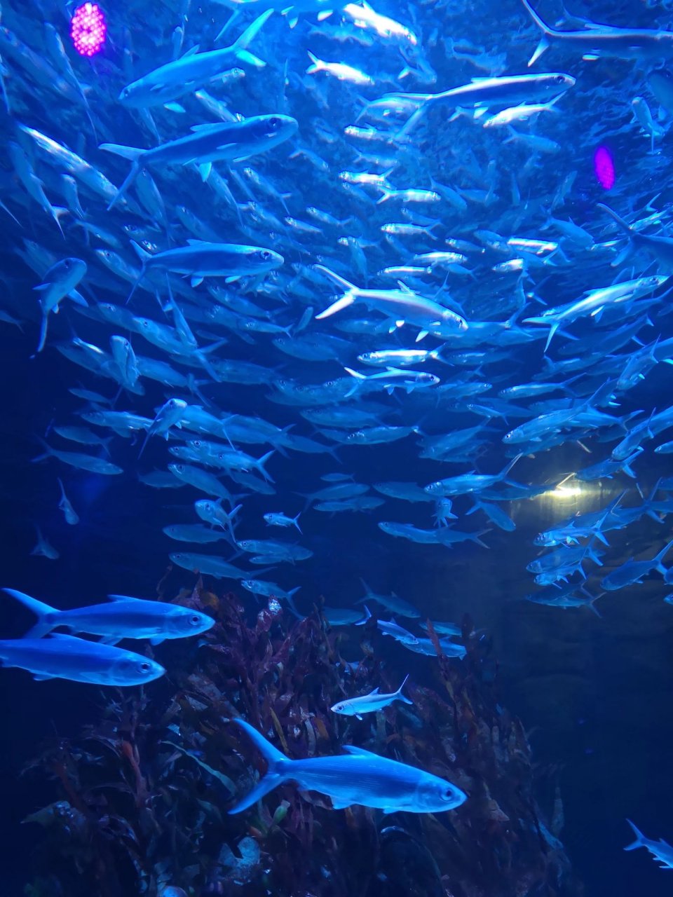 正佳极地海洋世界,感受不一样的海底世界,许多叫不出名的鱼儿在玻璃缸