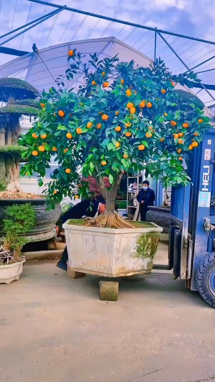 老桩橘子树现在满满的全是果实适合庭院别墅栽植-度小视