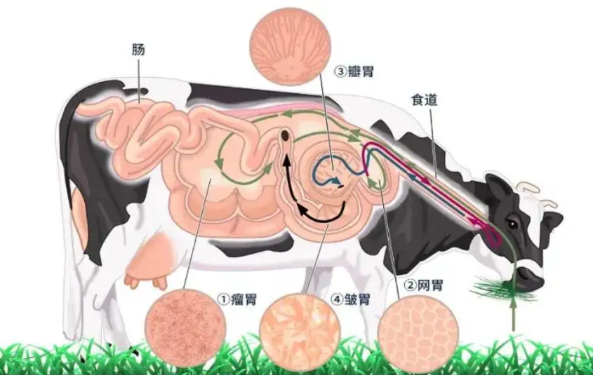 牛四个胃的作用图片