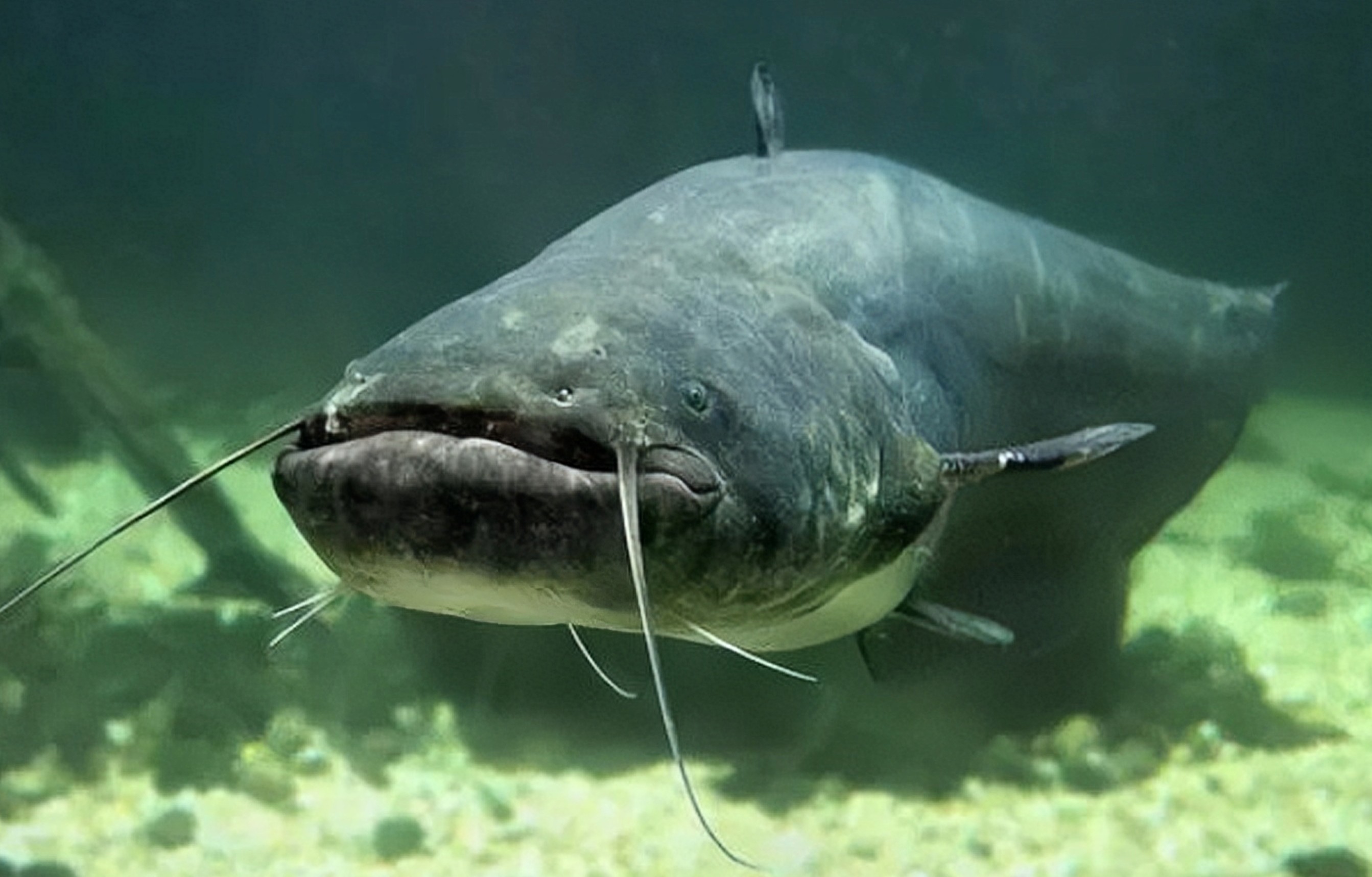 老鲶鱼钟庚赐东窗事发,终于,"北极鲶鱼"炫富事件暂告一段落!