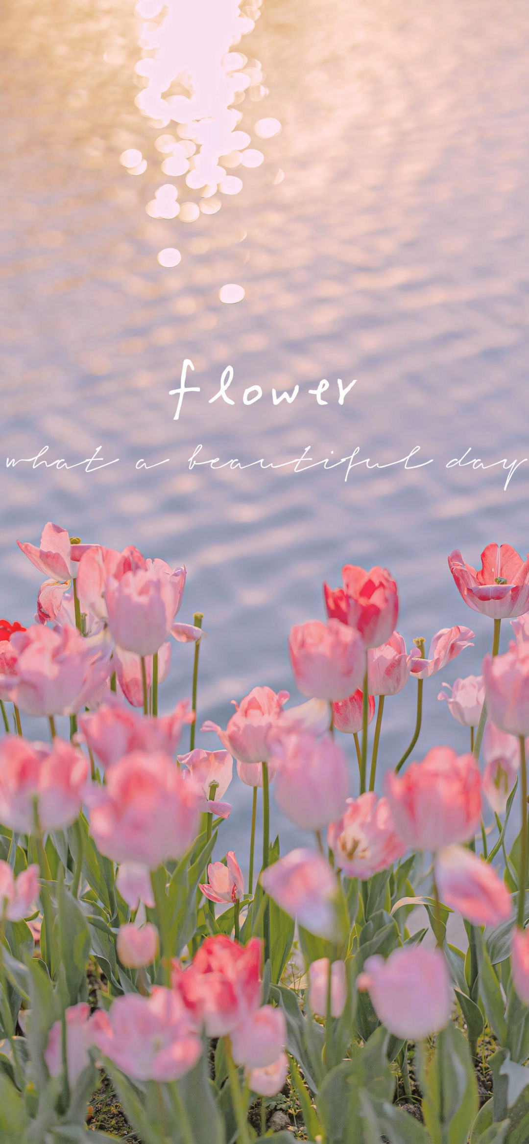 风景壁纸|花花壁纸