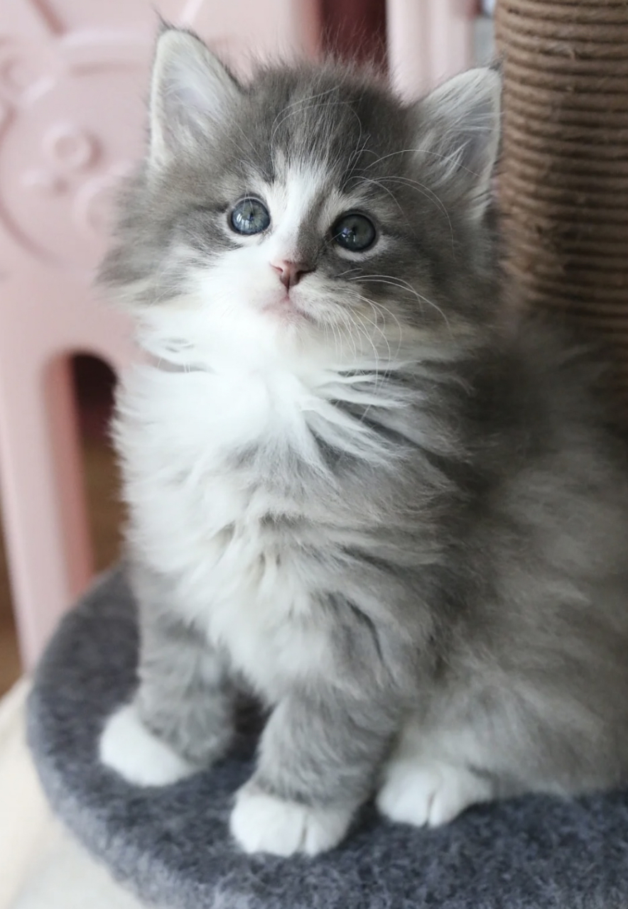蓝虎斑加白挪威森林猫.