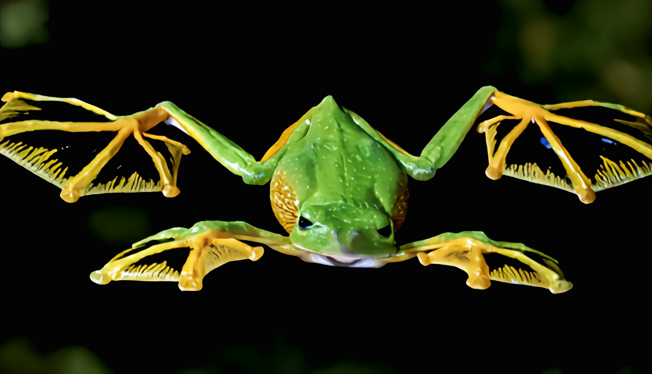 每天认识一种动物——华莱士飞蛙 华莱士飞蛙别名黑掌树蛙,原产于亚洲
