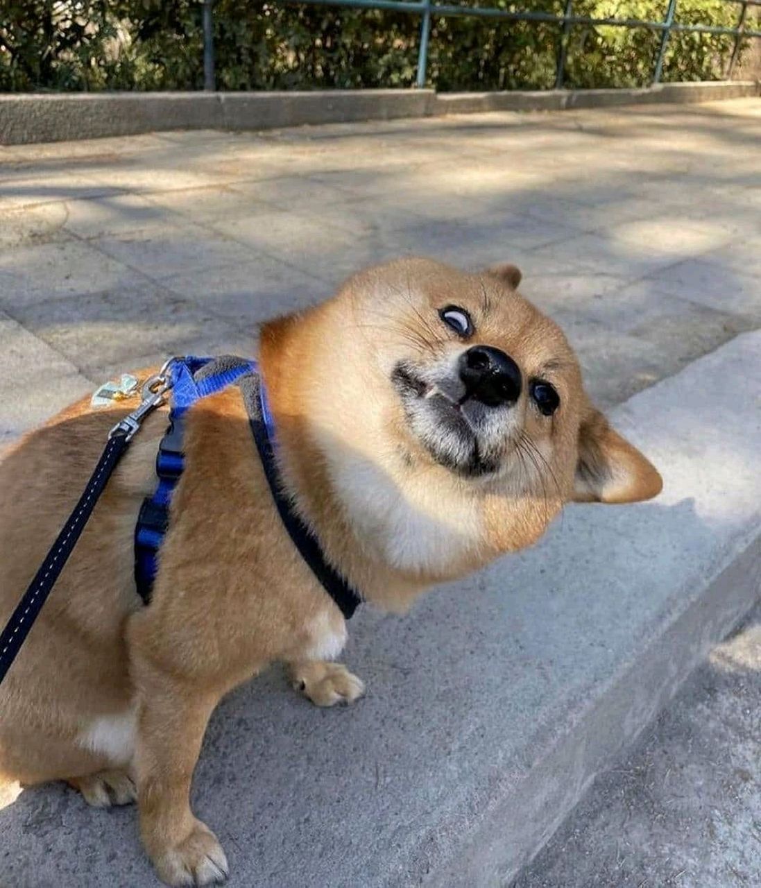 柴犬戴口罩 柴:戴了,又没完全戴 狗子这个脸型真的不适合人类的口罩