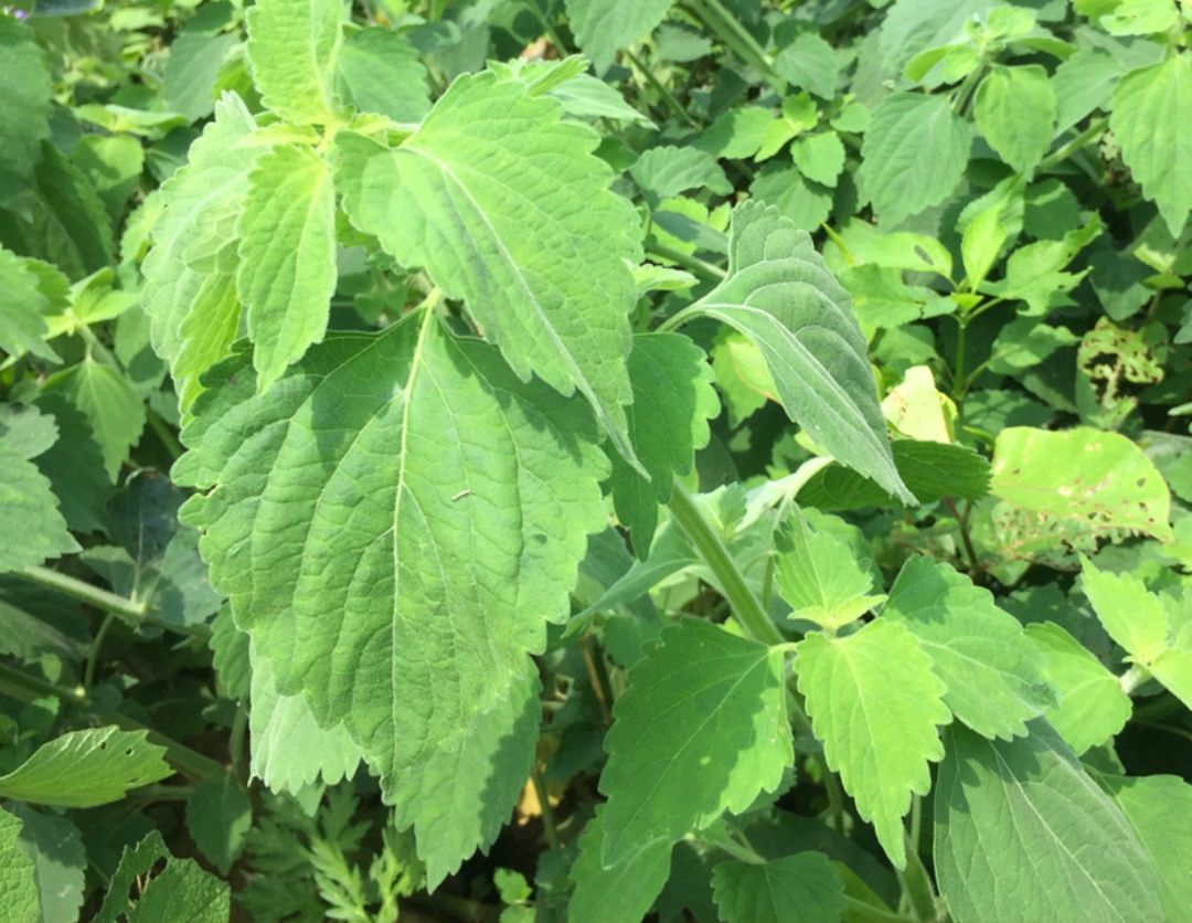 带着药用的防风草