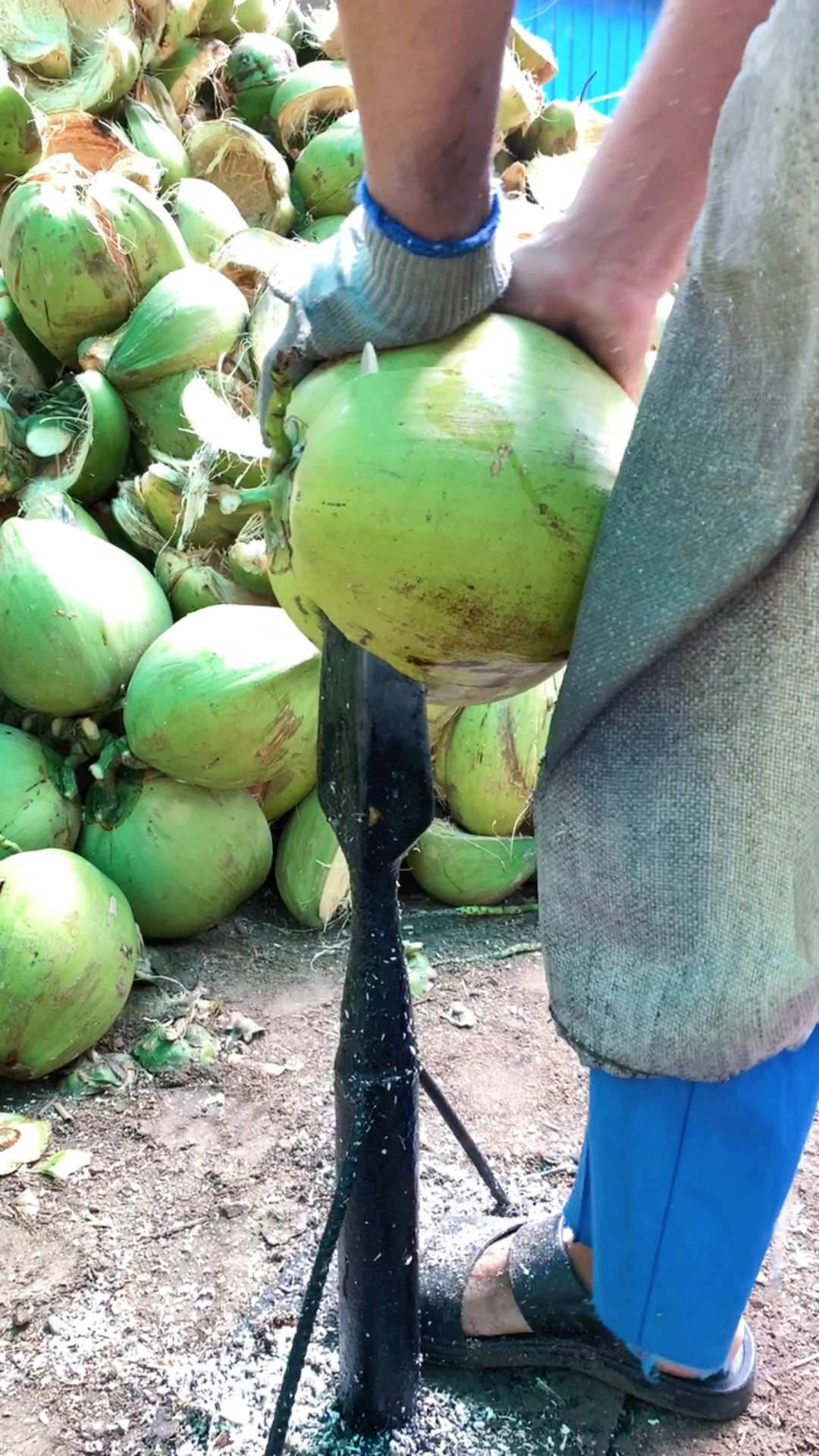 海南文昌东郊野生椰子,喝椰水请认准东郊椰青-度小视