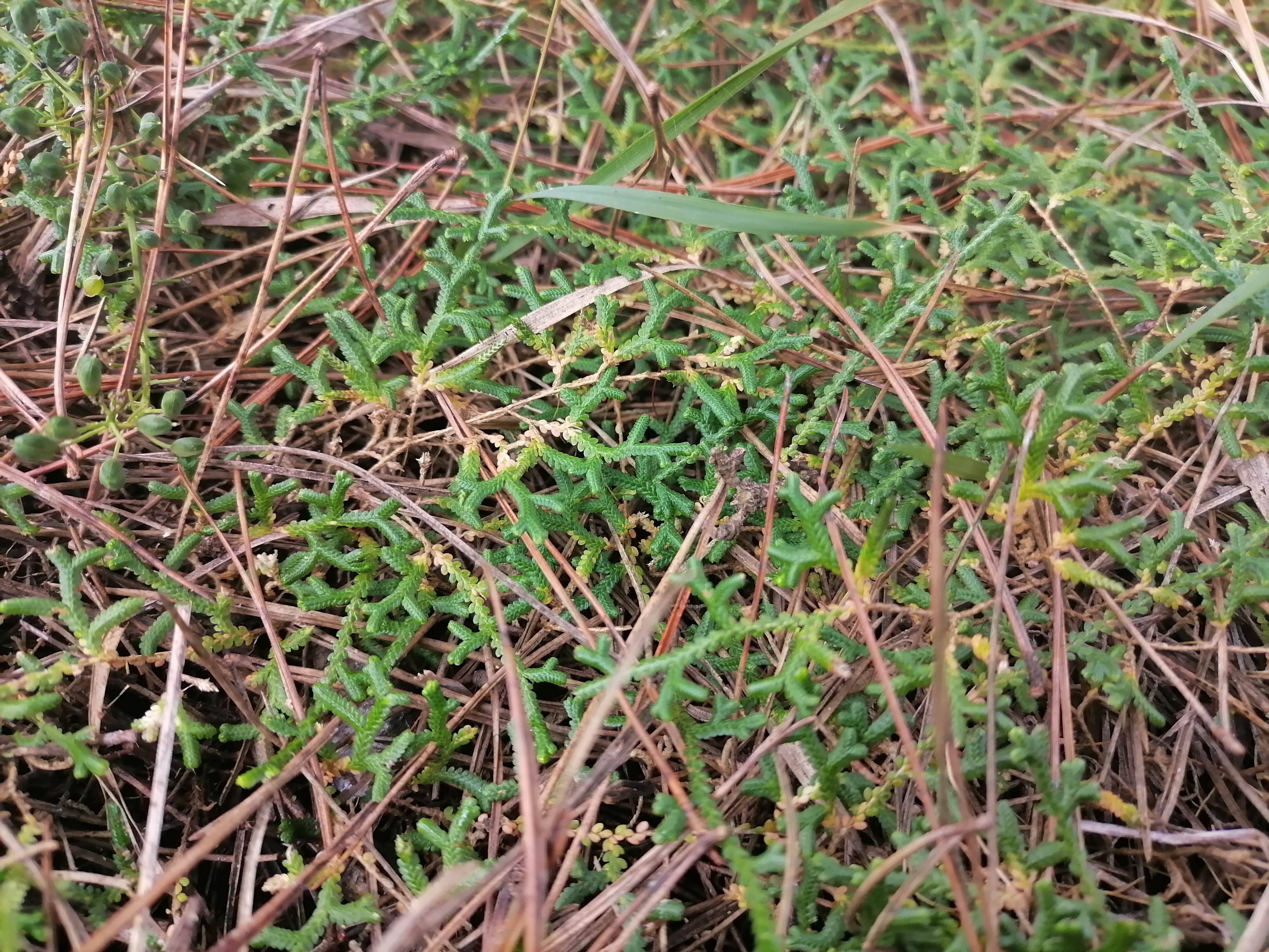 山糍粑植物图片