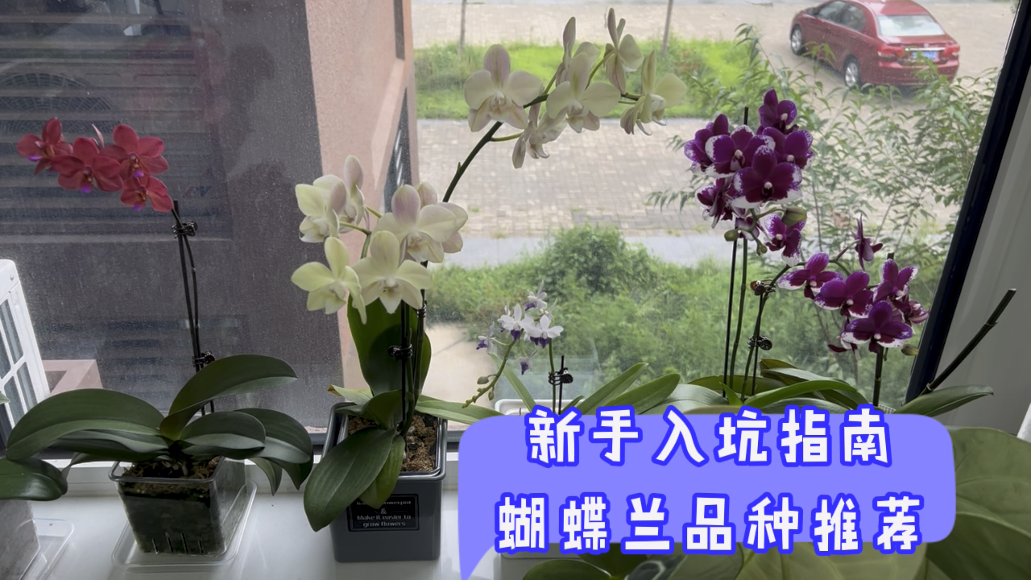 根据花期,花色,品种特点推荐10款适合新手的蝴蝶兰品种!