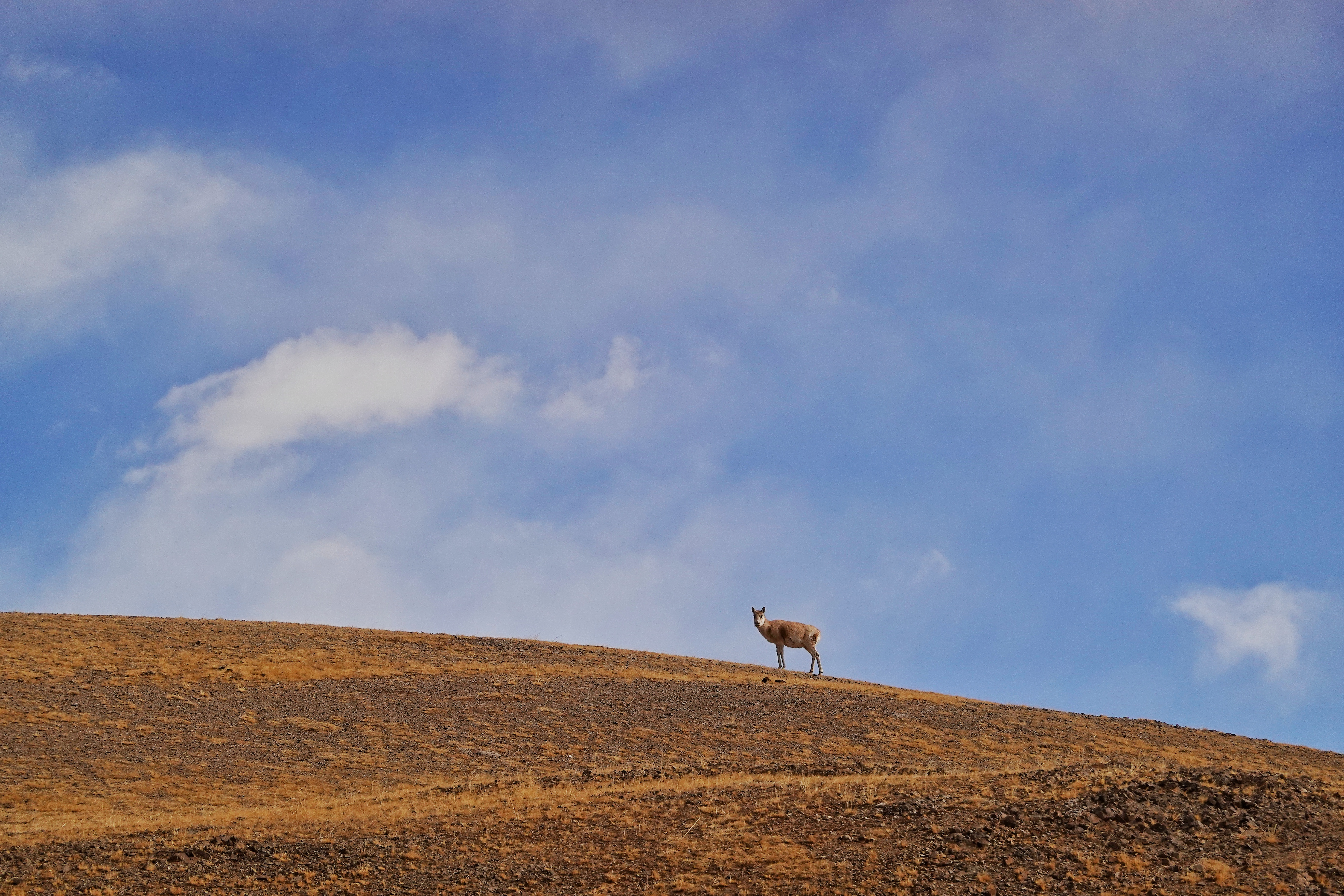藏北草原的母藏羚羊