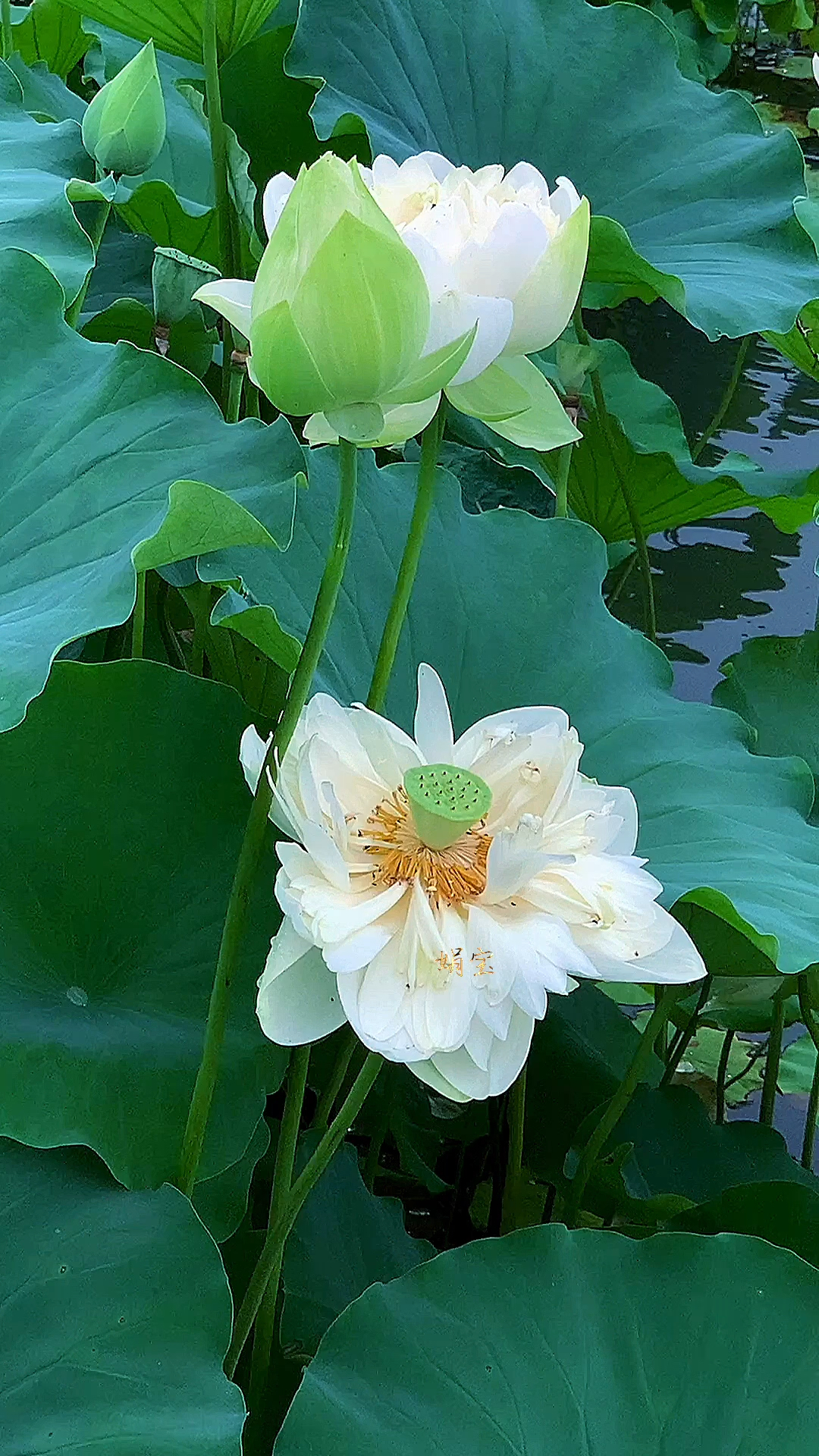 白莲花姿态高雅,婀娜多姿,令人陶醉
