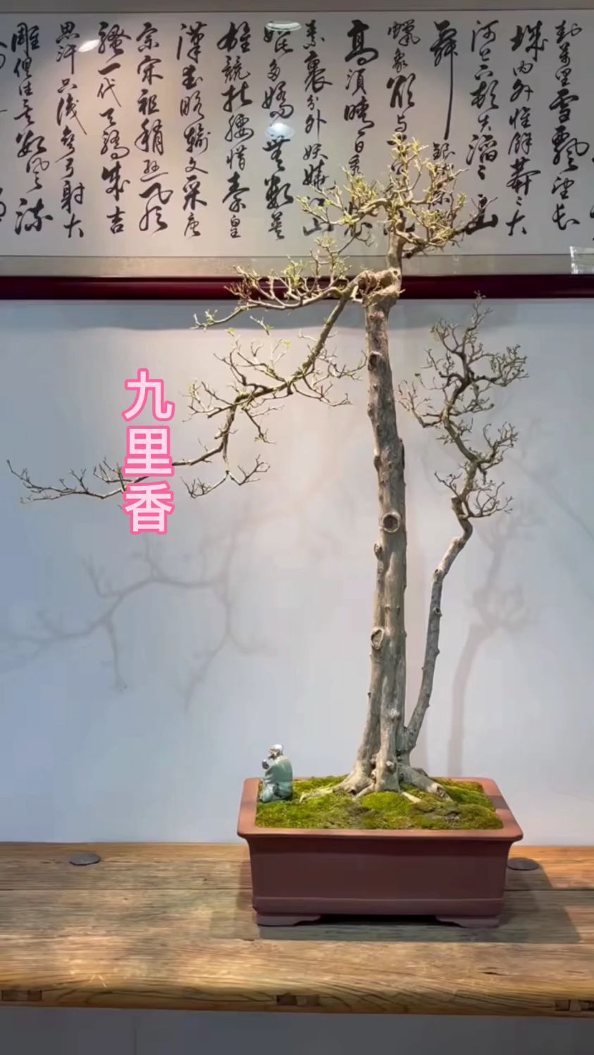文人雅士最爱的盆景造型,双杆九里香