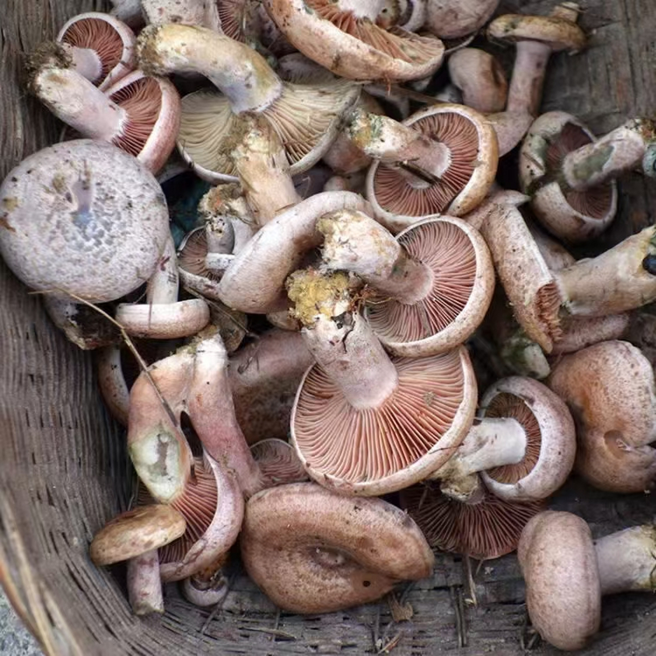 阴历三月份的乌枞菌最好吃,留图纪念!